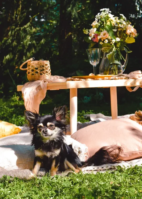 boholino vermietung picknick tisch mit ruby